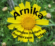 Arnika - Wunden heilen und Schmerzen lindern | Kochen-verstehen.de